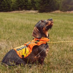 Sikkerhedsvest til hunde