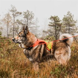 Sikkerhedsvest til hunde