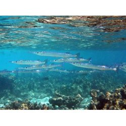 Kinetic Silketrd til Hornfisk