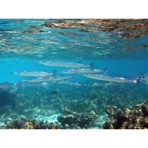 Kinetic Silketrd til Hornfisk