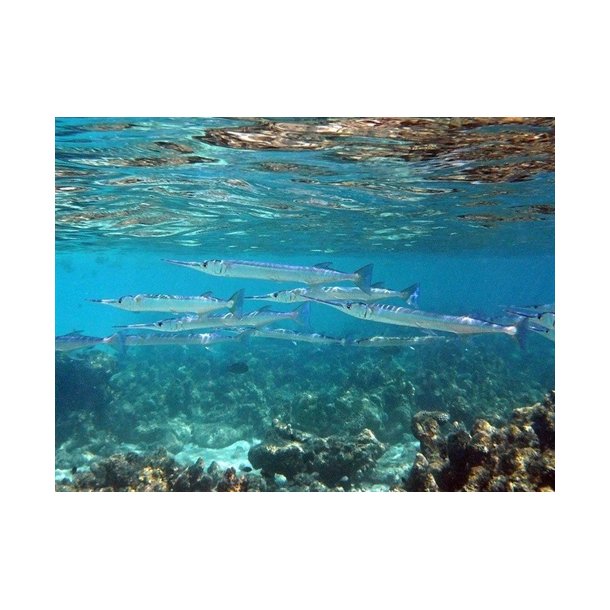 Kinetic Silketrd til Hornfisk