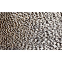 FutureFly Signature Rooster Cape