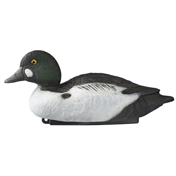 Hvinand Han lokkefugl