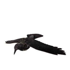 Lokkefugl Krage Sort | M/eva Vinger M/Spyd M/Flock