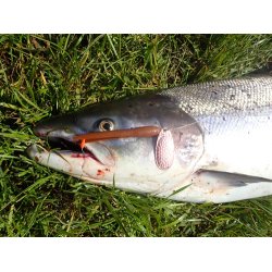 Karl K Gennemlbs spinner