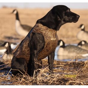  Neopren hundevest fra Avery