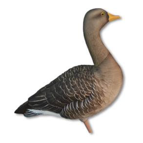 Avian-X Grgs  malede