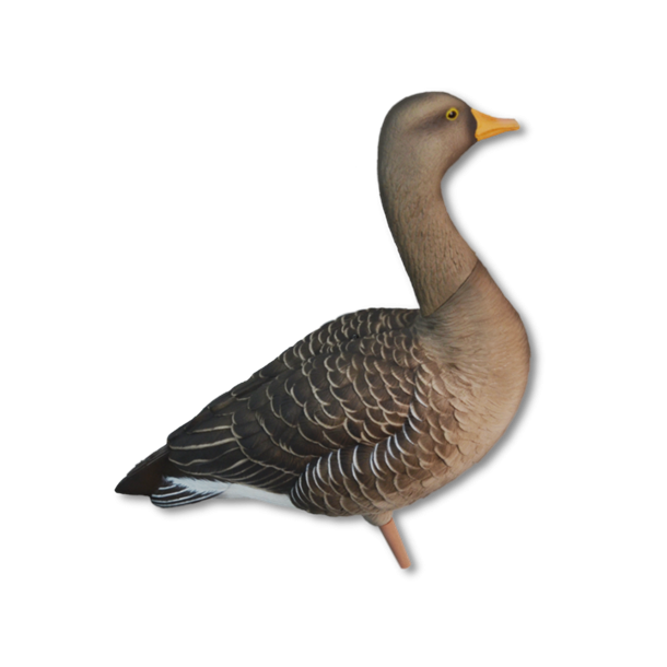 Avian-X Grgs  malede