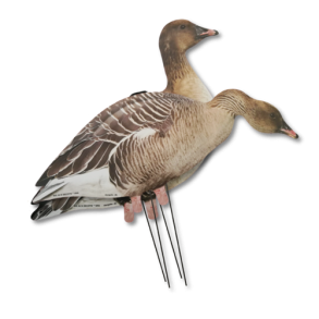 Big Als Silhuet Kortnbbede gs  12 stk.