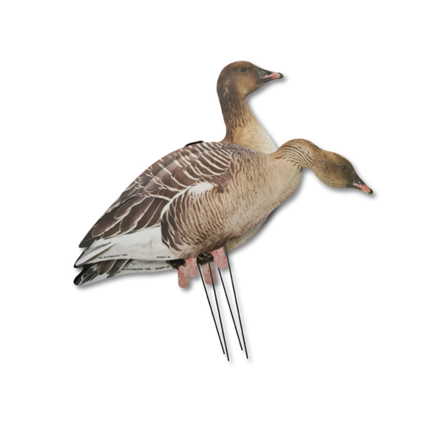 Big Als Silhuet Kortnbbede gs  12 stk.