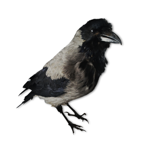 Udstoppet Lokkekrage